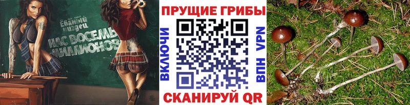 Псилоцибиновые грибы Cubensis даркнет состав Новосиль наркота